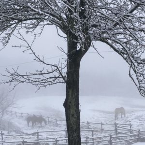 IMG_0497