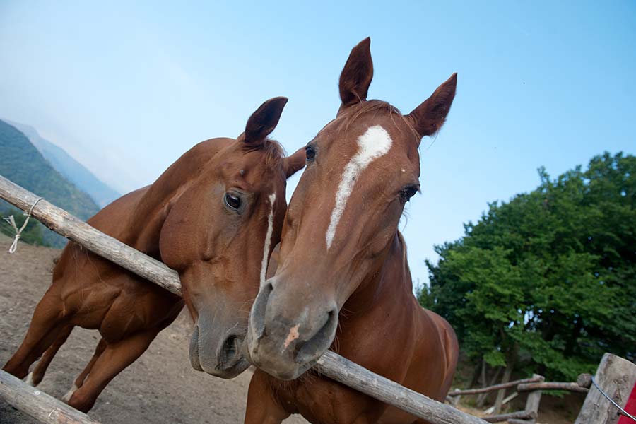Equitazione e fattoria agriturismo Pian della Castagna
